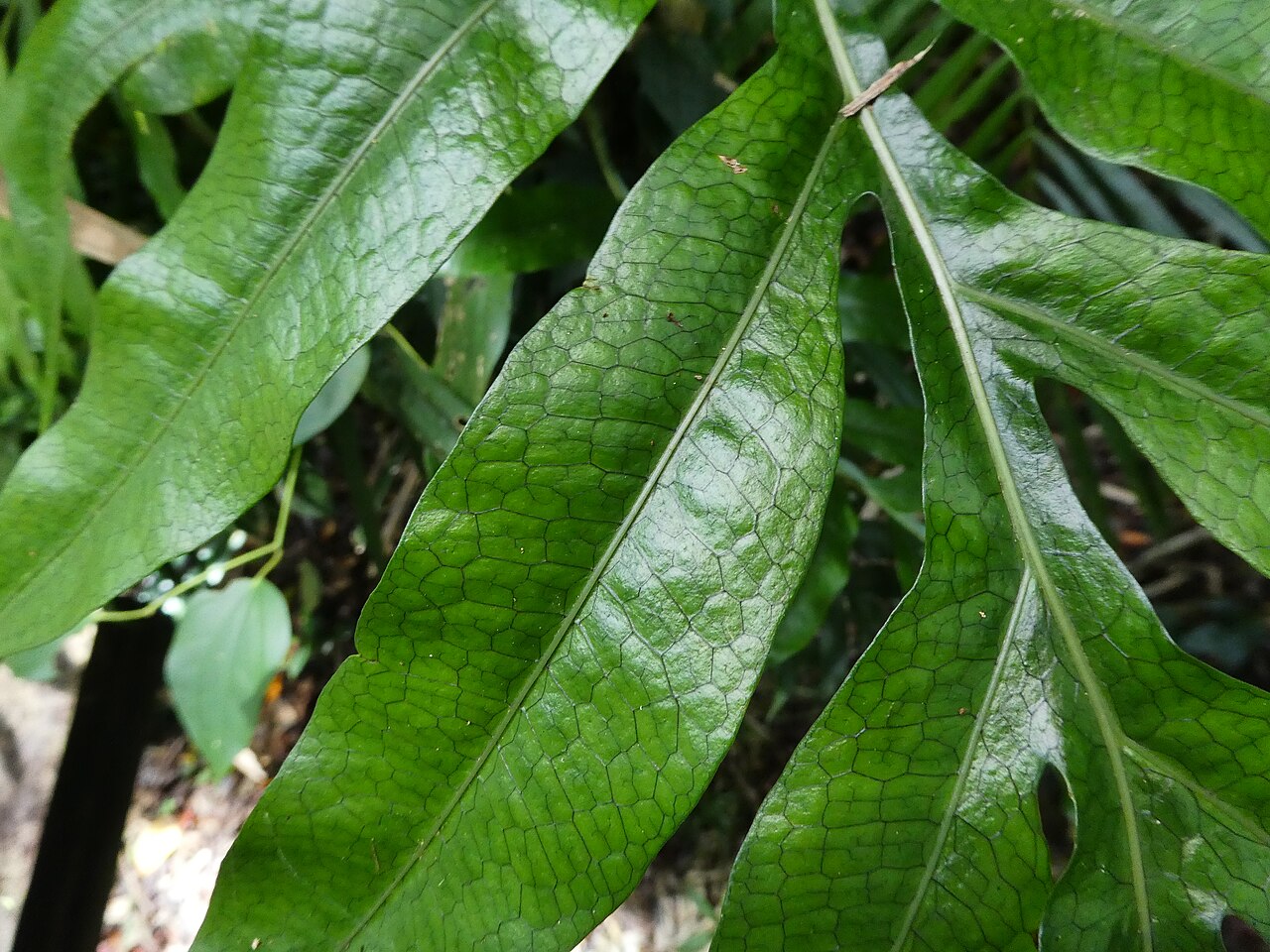Dendroconche ampla: Dendroconche ampla growing in rainforest near Cairns , Queensland