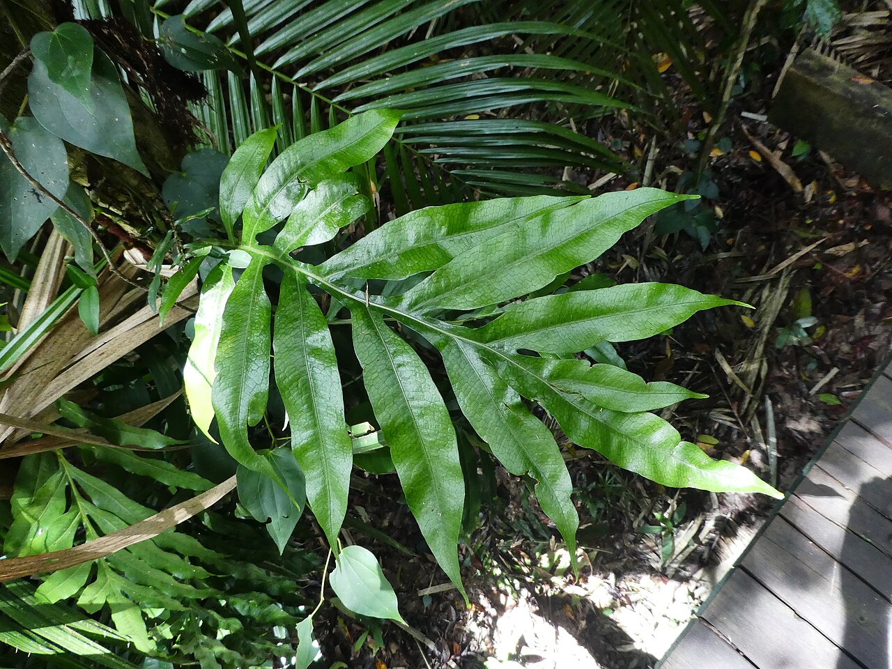 Dendroconche ampla: Dendroconche ampla growing in rainforest near Cairns , Queensland