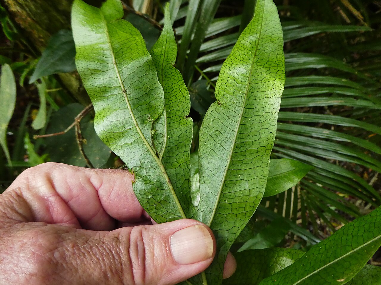 Dendroconche ampla: Dendroconche ampla growing in rainforest near Cairns , Queensland