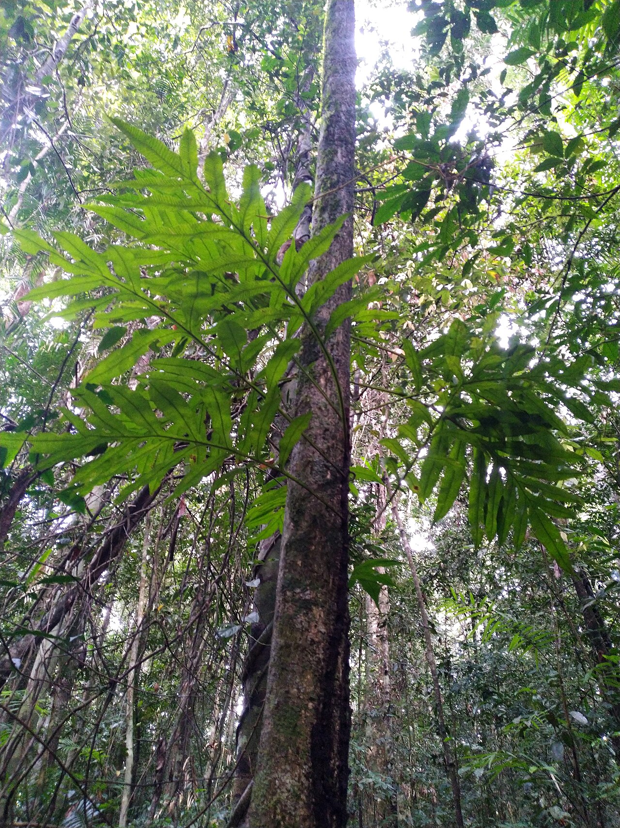 Dendroconche ampla: Dendroconche ampla in dense rainforest on the Atherton Tableland , Queensland