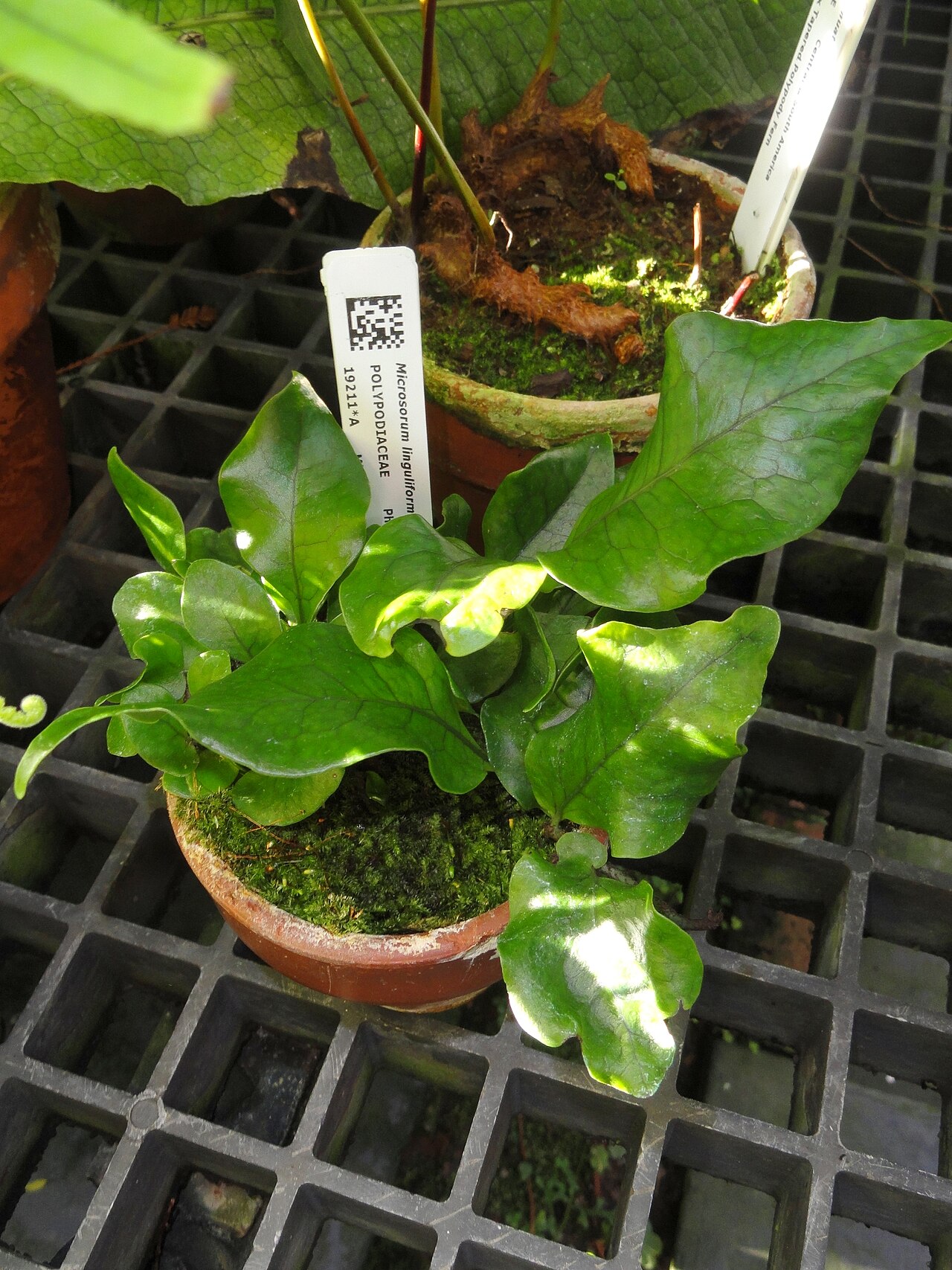 Dendroconche linguiforme: Botanical specimen in the Lyman Plant House, Smith College, Northampton, Massachusetts, USA.