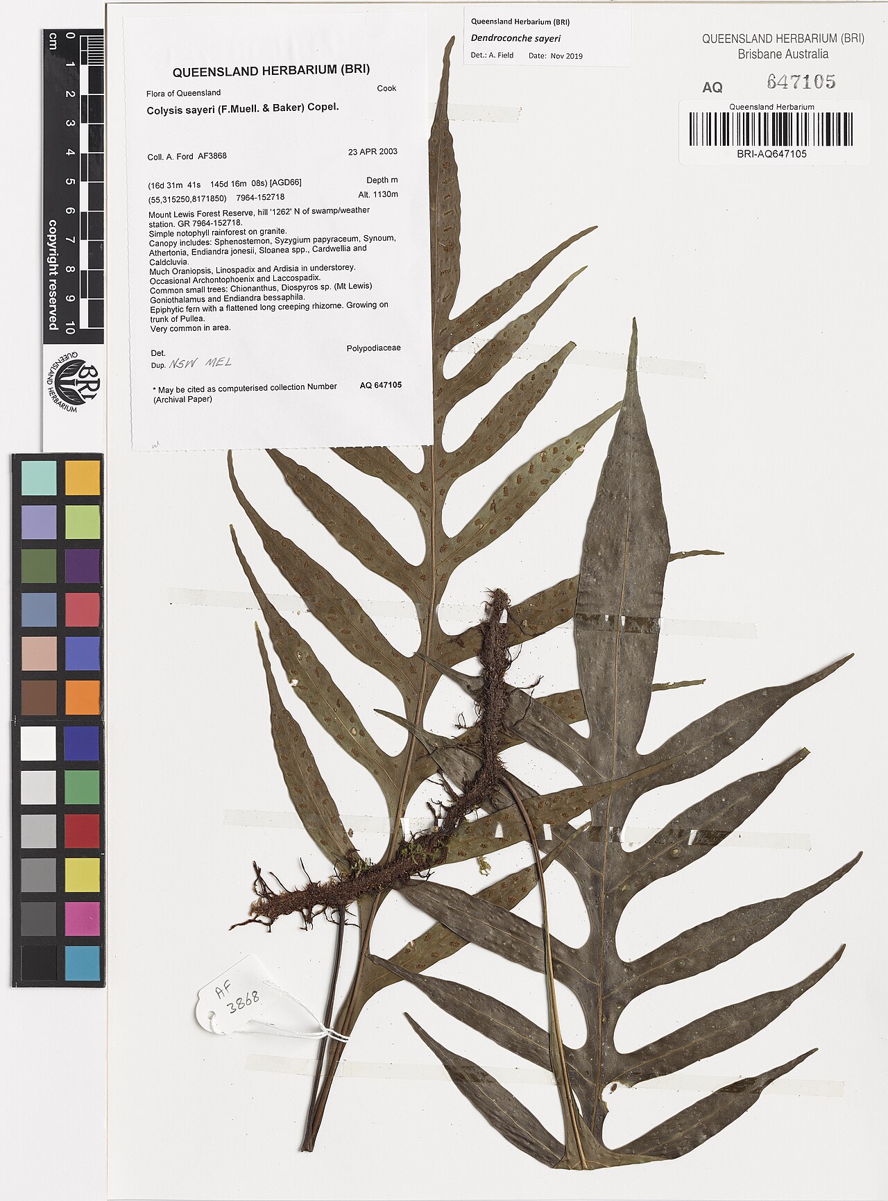 Dendroconche sayeri: Dendroconche sayeri herbarium specimen AQ-647105