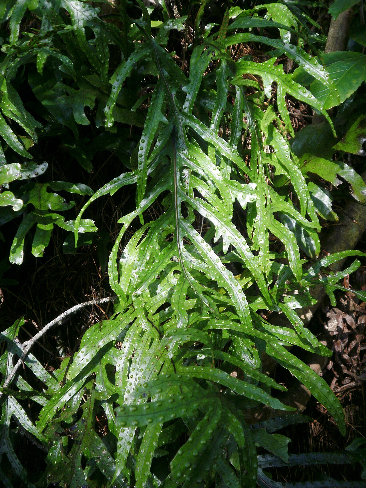 Dendroconche scandens: Microsorum scandens, fragrant fern, mokimoki, pictured in Zealandia, Karori Sanctuary, Wellington, New Zealand.