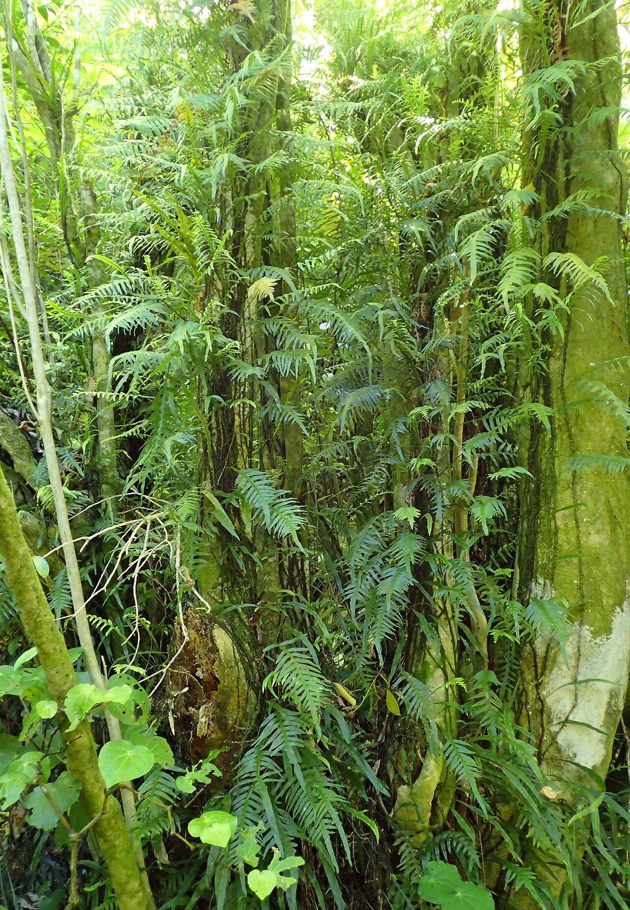 Dendroconche scandens: Microsorum scandens in Wainui Bay, Tasman