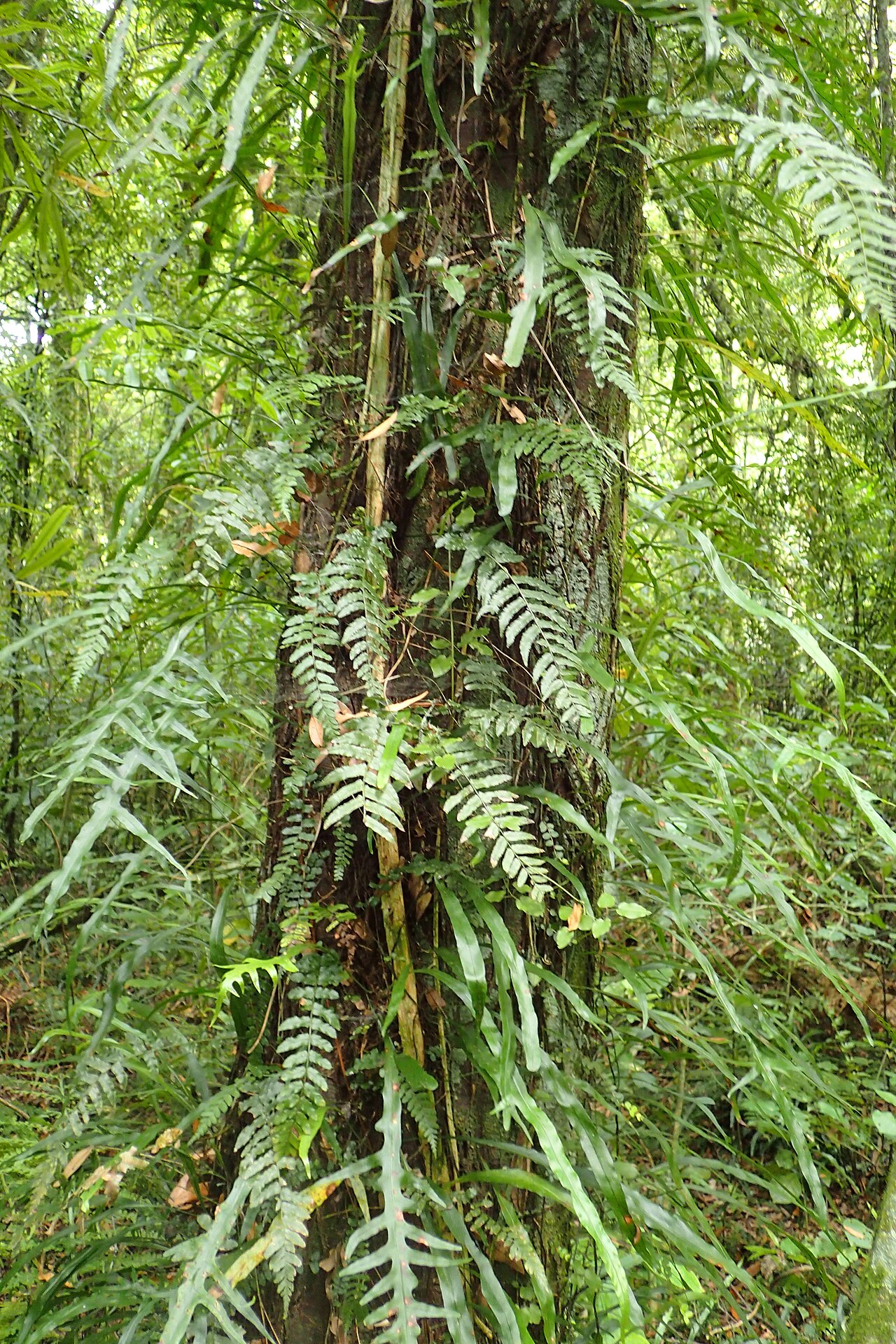 Dendroconche scandens: Microsorum scandens in Hinehopu Scenic Reserve, Bay of Plenty