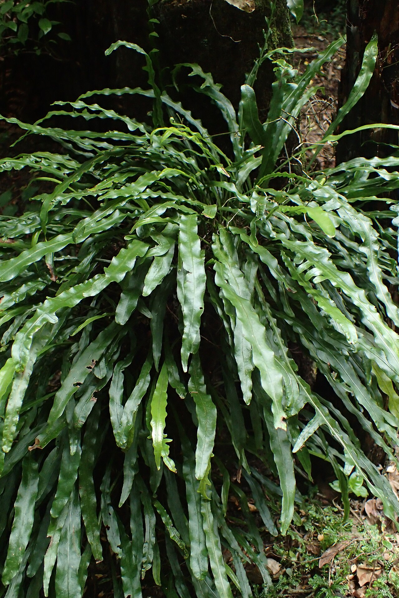 Dendroconche scandens: Microsorum scandens juvenile form in Wellington Botanical Garden