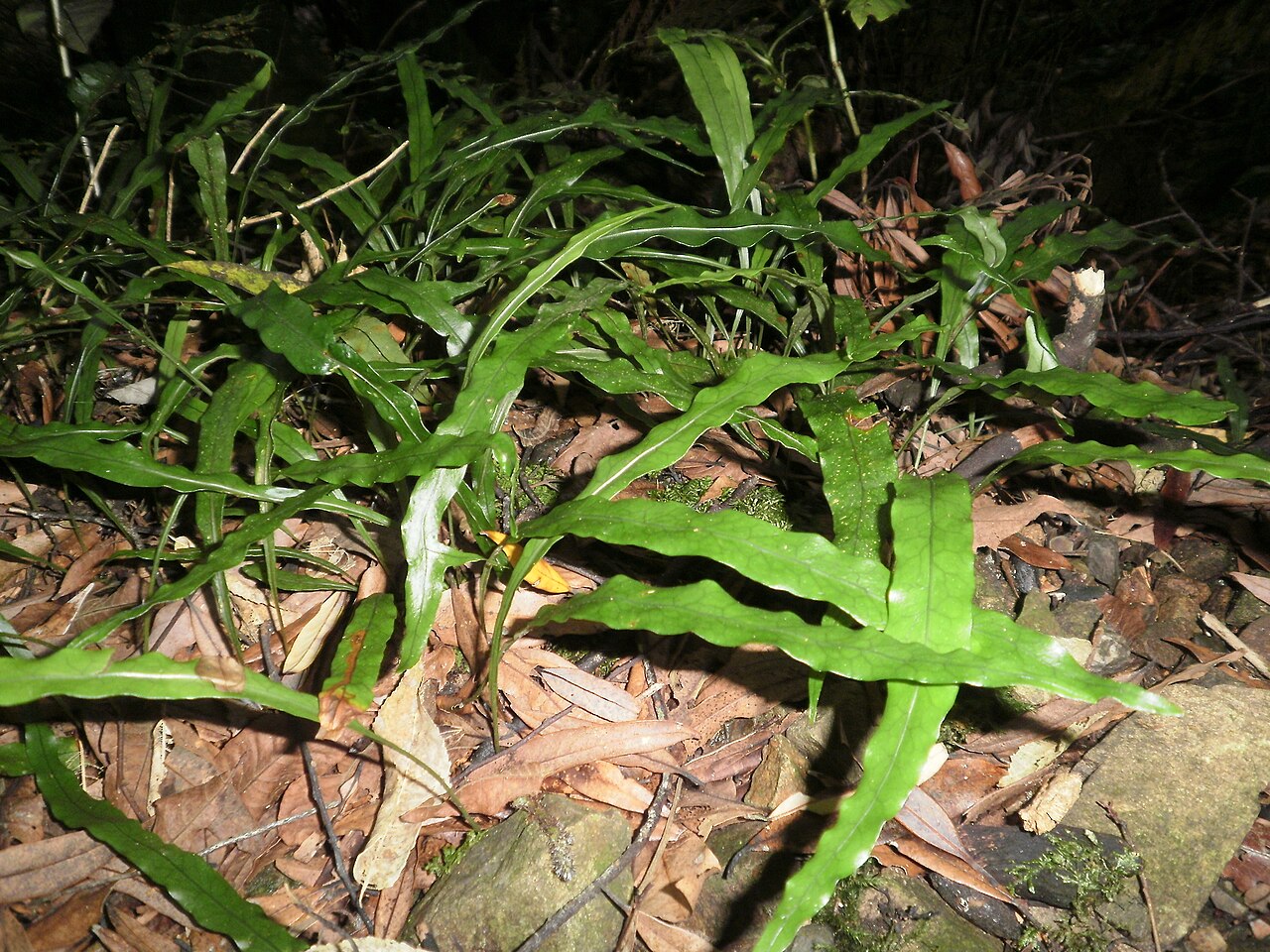 Dendroconche scandens: Microsorum scandens, in Upper Hutt forest, New Zealand.