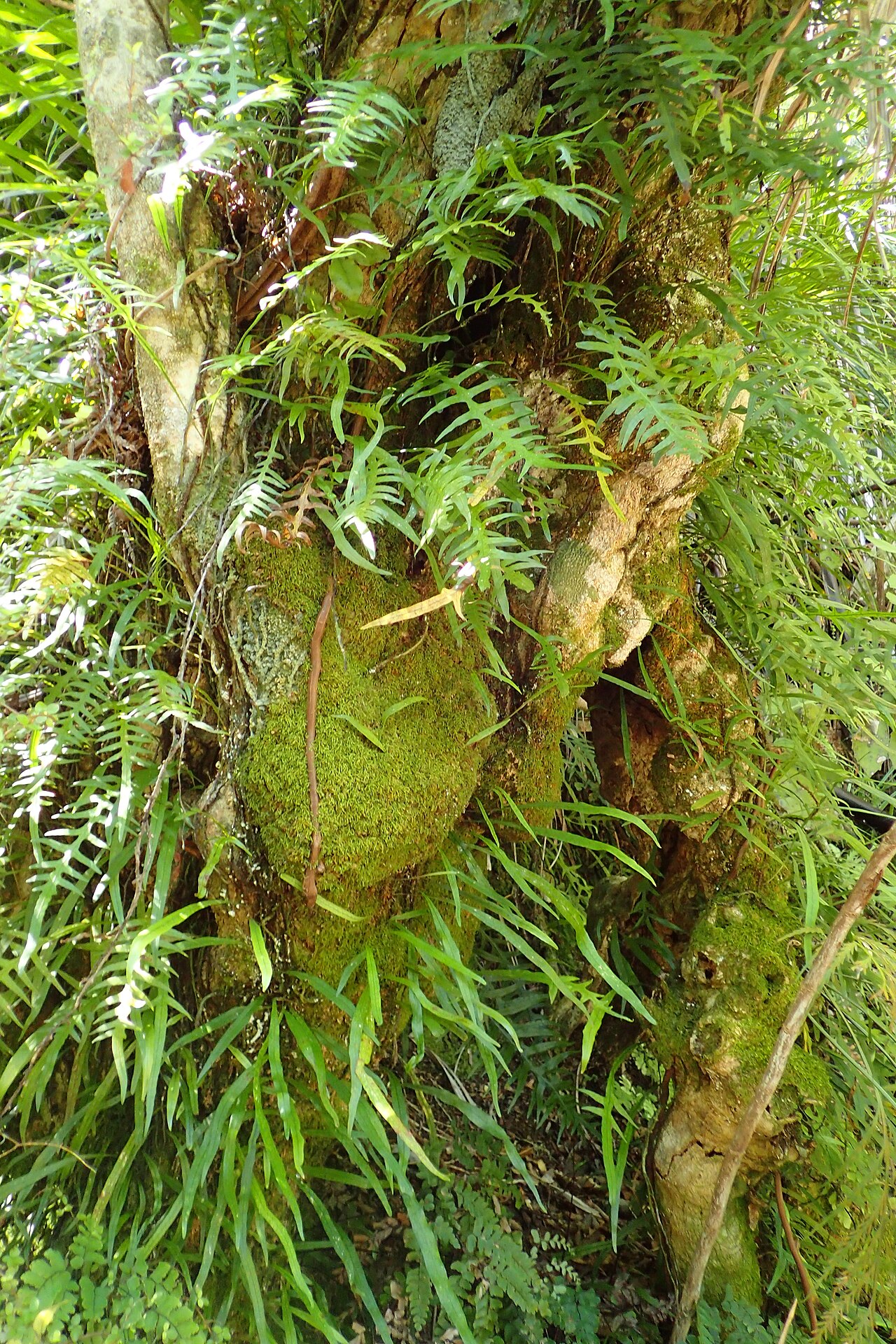 Dendroconche scandens: Microsorum scandens in Totaranui, Tasman