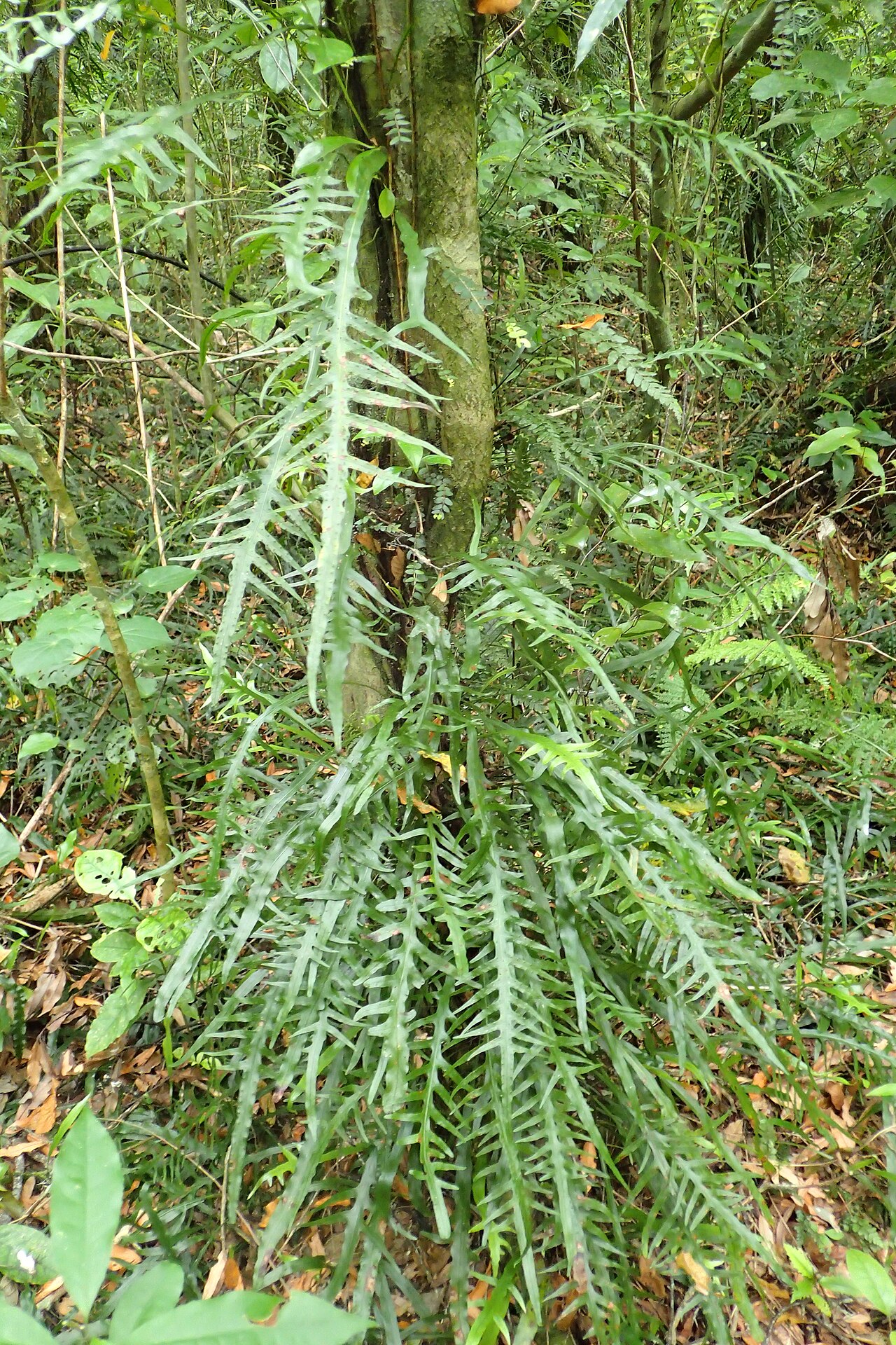Dendroconche scandens: Microsorum scandens in Hinehopu Scenic Reserve, Bay of Plenty