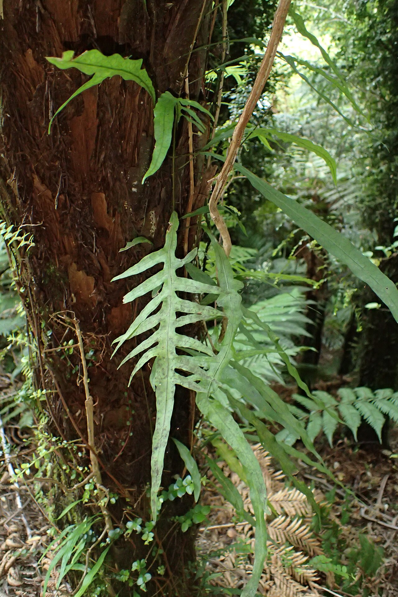 Dendroconche scandens: Microsorum scandens in Waioeka Gorge Scenic Reserve