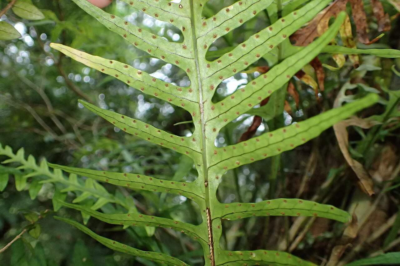 Dendroconche scandens: Microsorum scandens in Waioeka Gorge Scenic Reserve