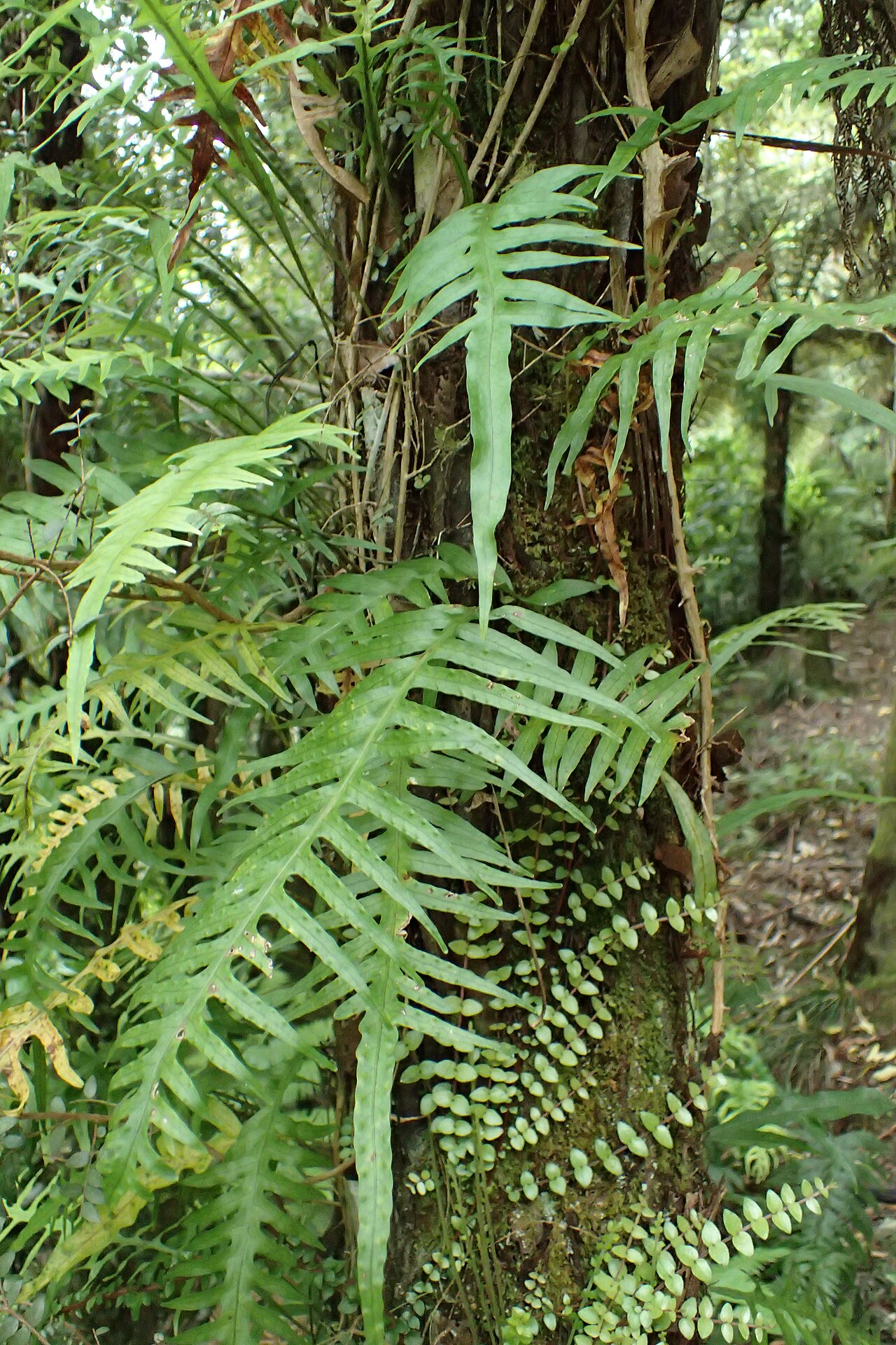 Dendroconche scandens: Microsorum scandens in Waioeka Gorge Scenic Reserve