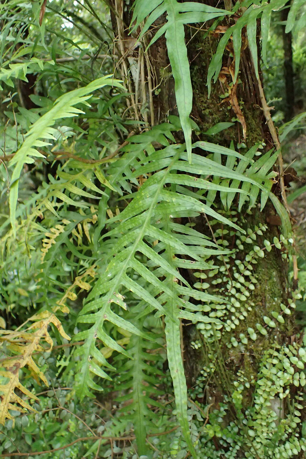 Dendroconche scandens: Microsorum scandens in Waioeka Gorge Scenic Reserve