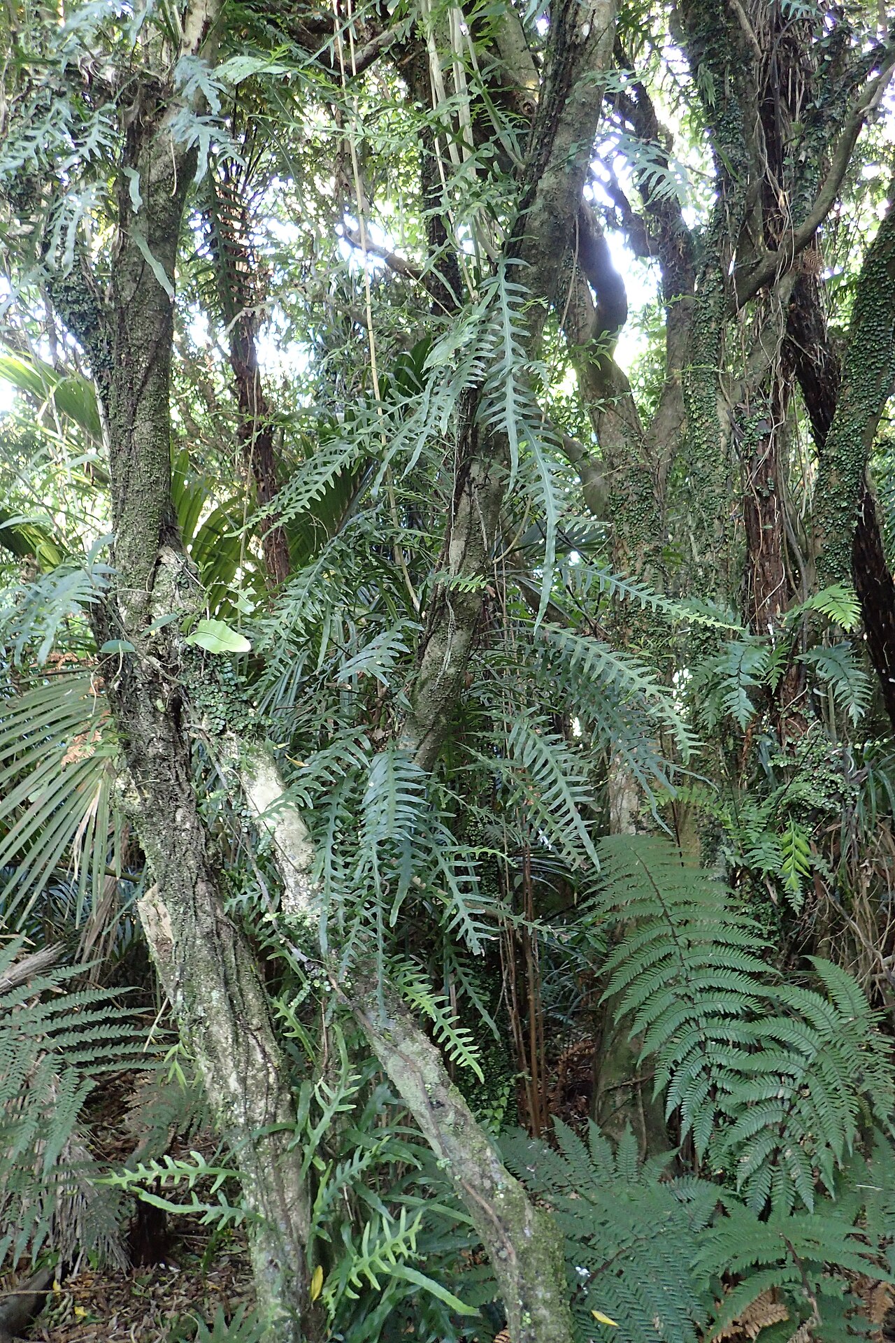 Dendroconche scandens: Microsorum scandens in Punakaiki Pancake Rocks, West Coast