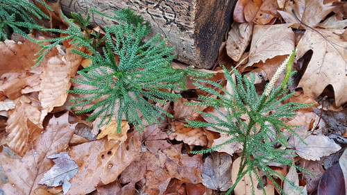 Rare clubmoss (Dendrolycopodium obscurum)