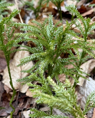 Rare clubmoss (Dendrolycopodium obscurum)