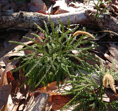 Rare clubmoss (Dendrolycopodium obscurum)