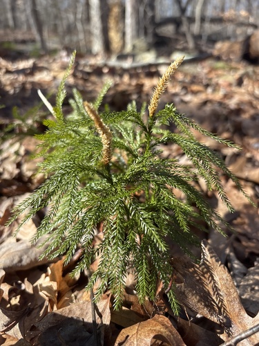 Rare clubmoss (Dendrolycopodium obscurum)