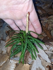 Rare clubmoss (Dendrolycopodium obscurum)