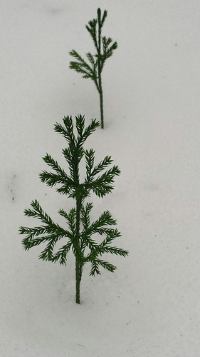 Rare clubmoss (Dendrolycopodium obscurum)