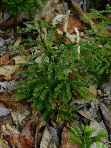 Rare clubmoss (Dendrolycopodium obscurum)