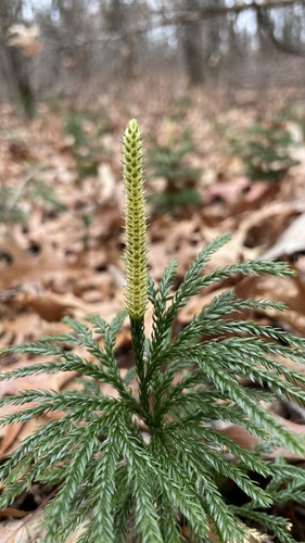 Rare clubmoss (Dendrolycopodium obscurum)