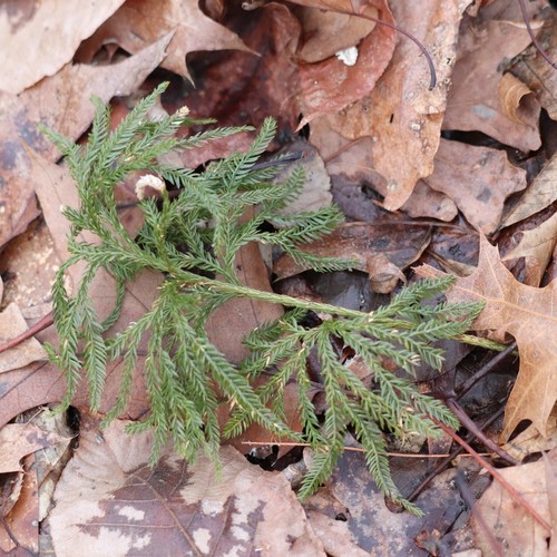 Rare clubmoss (Dendrolycopodium obscurum)