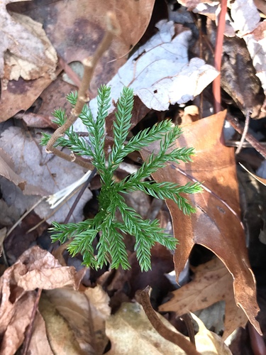 Rare clubmoss (Dendrolycopodium obscurum)