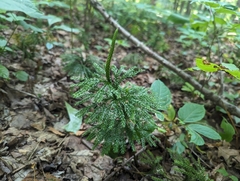 Rare clubmoss (Dendrolycopodium obscurum)