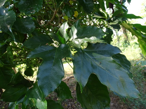 Angelica tree (Dendropanax arboreus)