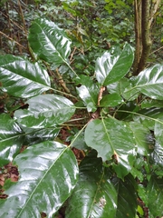 Angelica tree (Dendropanax arboreus)
