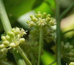 Angelica tree (Dendropanax arboreus)