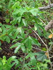 Angelica tree (Dendropanax arboreus)