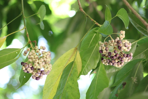 Angelica tree (Dendropanax arboreus)