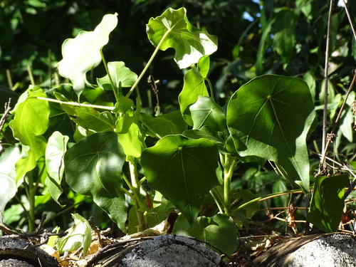 Angelica tree (Dendropanax arboreus)