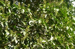 Angelica tree (Dendropanax arboreus)