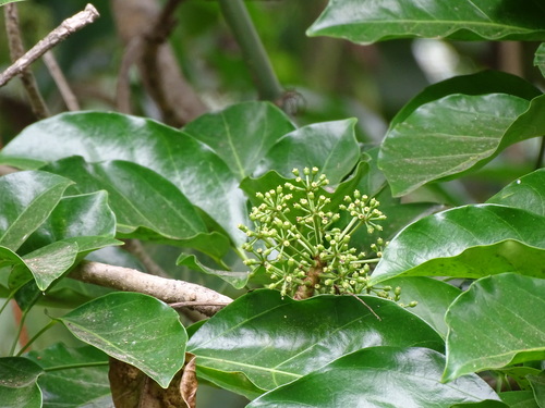 Angelica tree (Dendropanax arboreus)