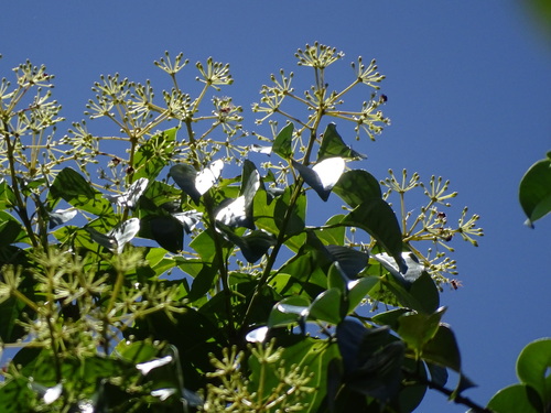 Angelica tree (Dendropanax arboreus)