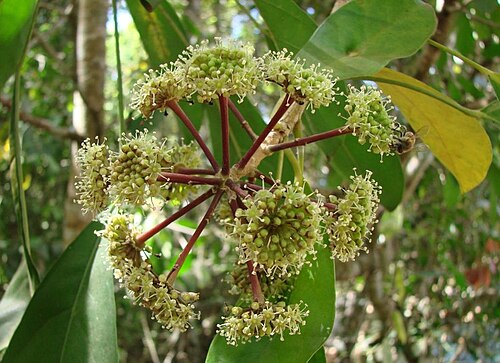 Dendropanax cuneatus: Dendropanax cuneatus - ARALIACEAE -Parque Nacional de Brasília - Distrito Federal - Brasil.