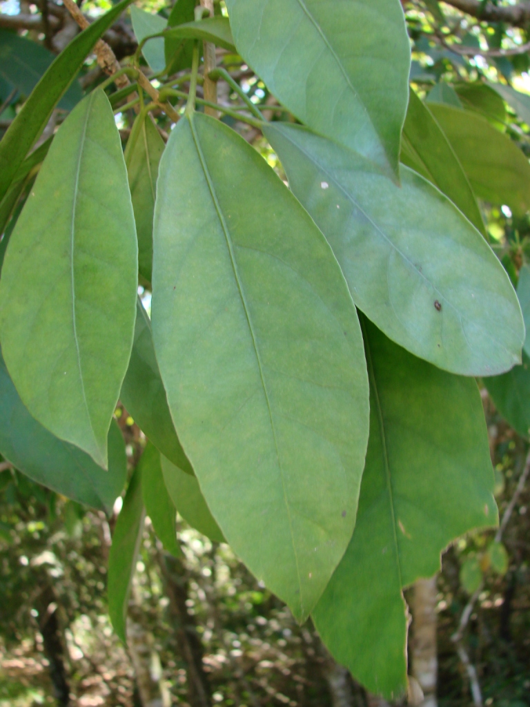 Dendropanax cuneatus: Dendropanax cuneatus - ARALIACEAE -Parque Nacional de Brasília - Distrito Federal - Brasil.