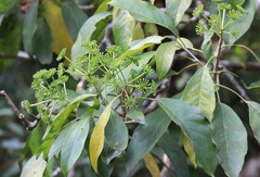 Dendropanax cuneatus (Dendropanax cuneatus)