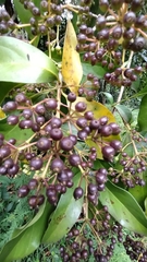 Dendropanax cuneatus (Dendropanax cuneatus)
