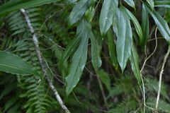 Dendropanax dentigerus (Dendropanax dentigerus)