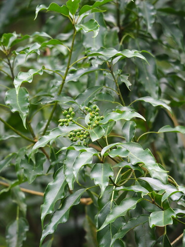 Dendropanax dentigerus (Dendropanax dentigerus)
