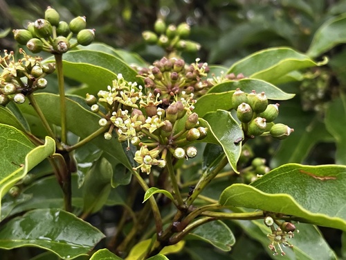 Dendropanax dentigerus (Dendropanax dentigerus)