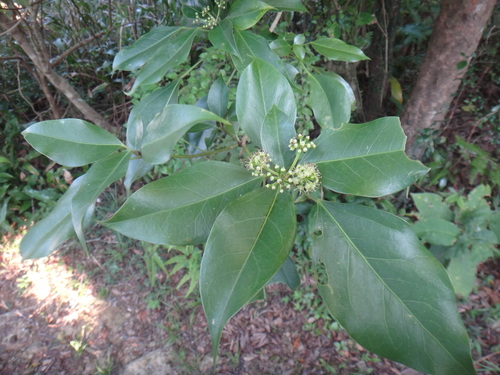 Dendropanax dentigerus (Dendropanax dentigerus)
