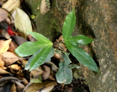 Dendropanax dentigerus (Dendropanax dentigerus)