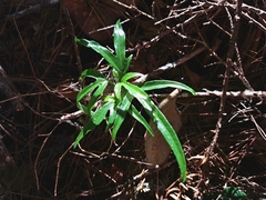 Dendropanax dentigerus (Dendropanax dentigerus)