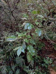 Dendropanax dentigerus (Dendropanax dentigerus)