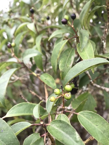 Dendropanax dentigerus (Dendropanax dentigerus)